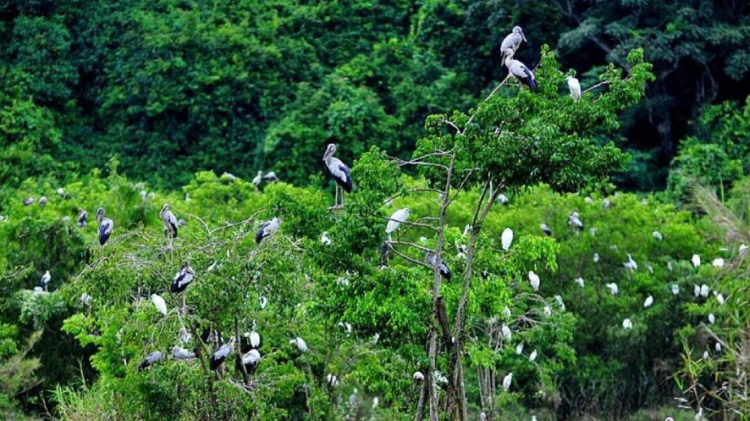 Parque Nacional de Cuc Phuong